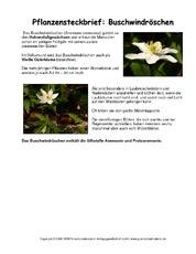 Steckbrief-Buschwindröschen.pdf